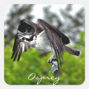 Fliegender Fischadler Osprey Naturfotografie 7 Quadratischer Aufkleber