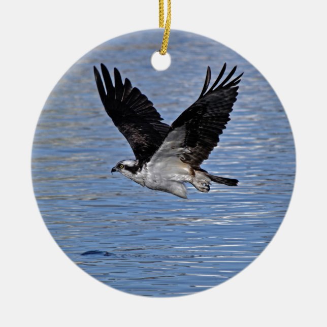 Fliegender Fischadler Osprey Naturfotografie Keramikornament (Vorne)