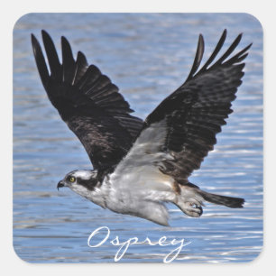 Fliegender Fischadler Osprey Naturfotografie Quadratischer Aufkleber