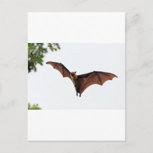 Fliegender Fuchs Flughund im Himmel Postkarte
