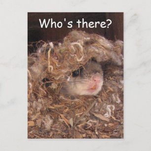 Fliegendes Eichhörnchen Postkarte