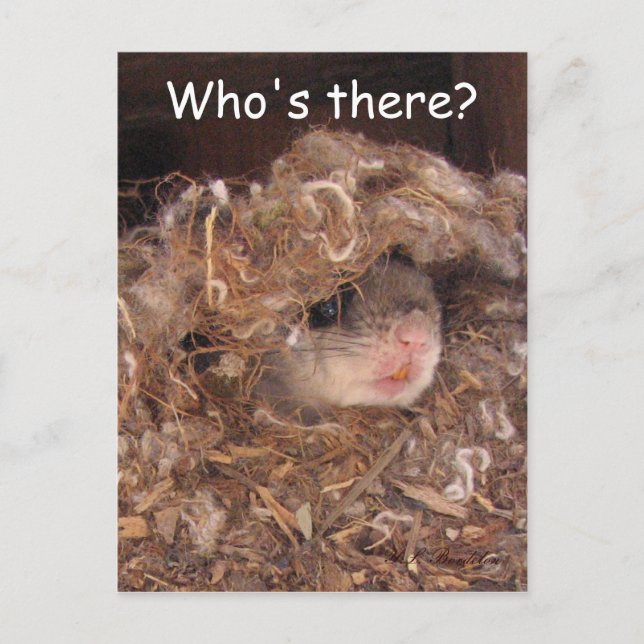 Fliegendes Eichhörnchen Postkarte (Vorderseite)