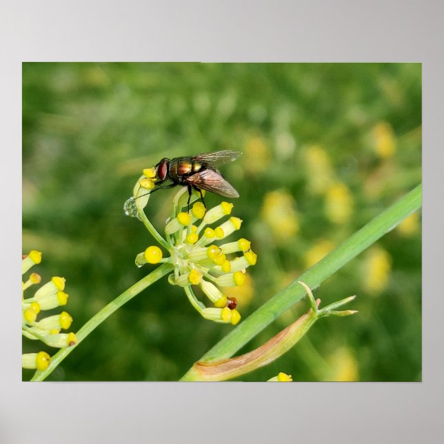 Fliegenhalt Poster (Vorne)