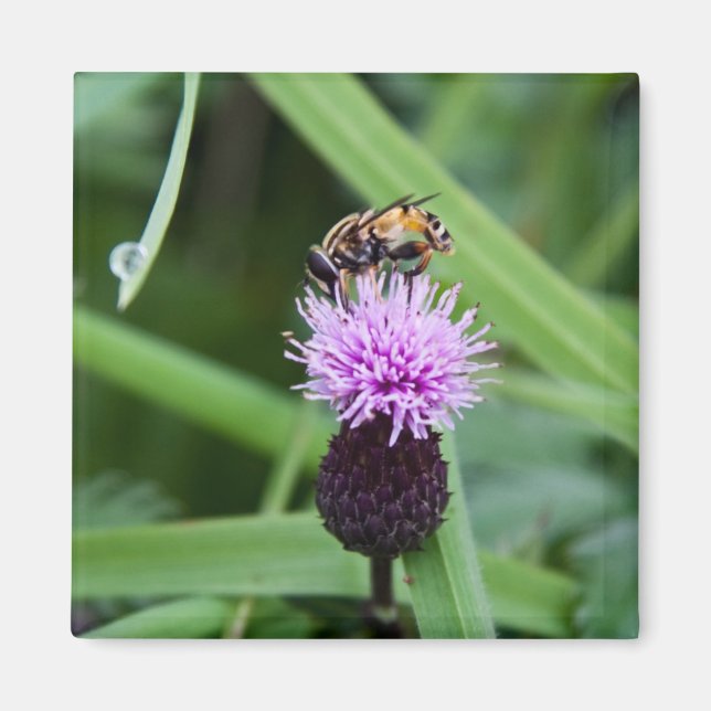 Fliegenmagnet Magnet (Vorne)