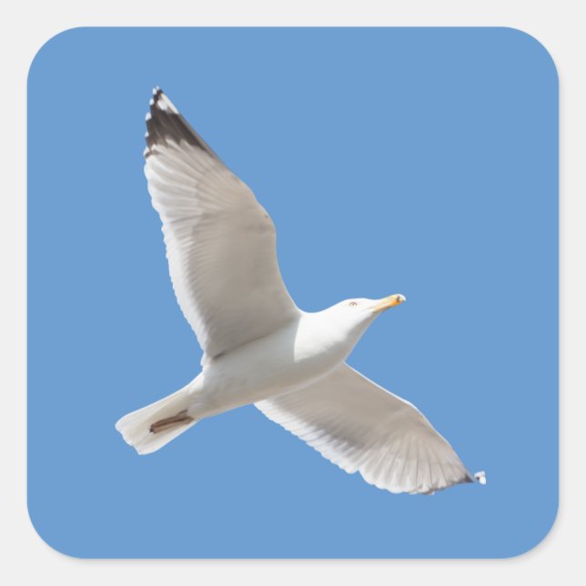 Fliegenmöve Quadratischer Aufkleber (Vorderseite)