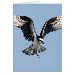 FliegenOsprey
