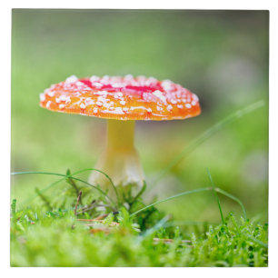 Fliegenpilz Fliese