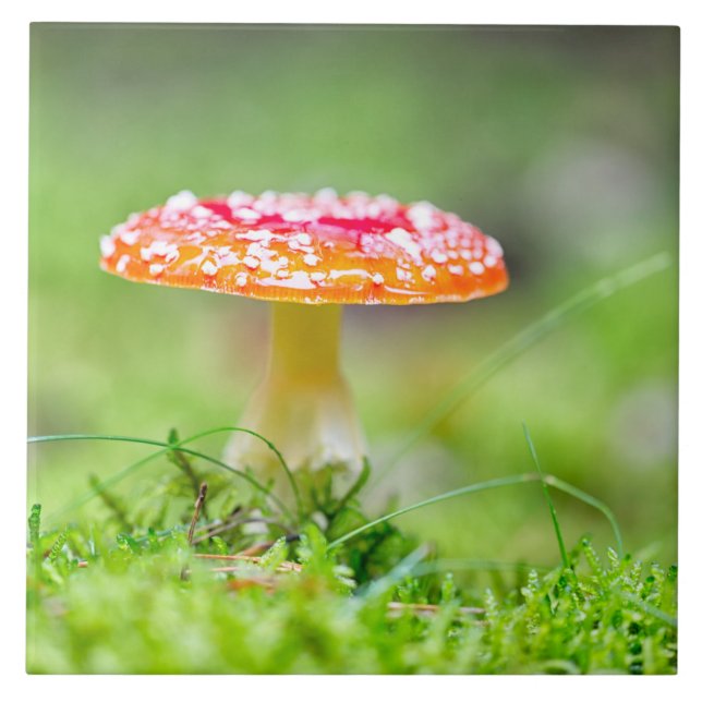 Fliegenpilz Fliese (Vorderseite)