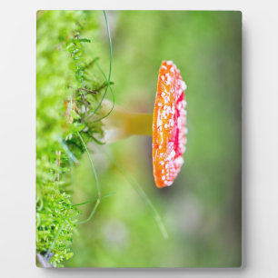 Fliegenpilz Fotoplatte