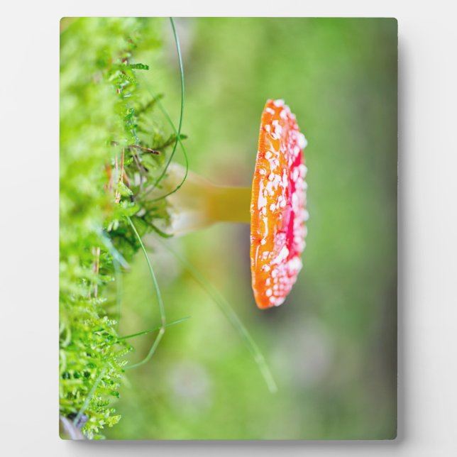 Fliegenpilz Fotoplatte (Vorderseite)