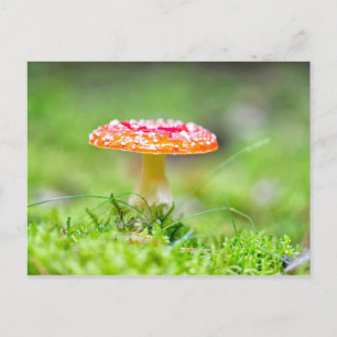Fliegenpilz Postkarte