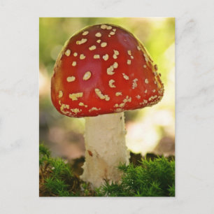 Fliegenpilz Postkarte