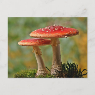 Fliegenpilze Postkarte