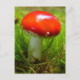 Fliegenpilzrot Postkarte