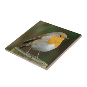 Fliese Robins Redbreast