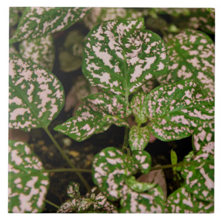 Fliese - rosa Polka-Punkt-Pflanze