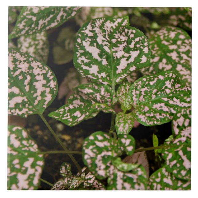 Fliese - rosa Polka-Punkt-Pflanze (Vorderseite)