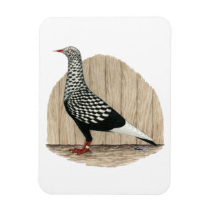 Flight Black Teager Taube Magnet
