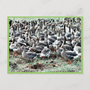 Flightless White-Fronted Gänse in Pen Postkarte
