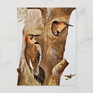 Flimmernde Vögel altes Bild Postkarte