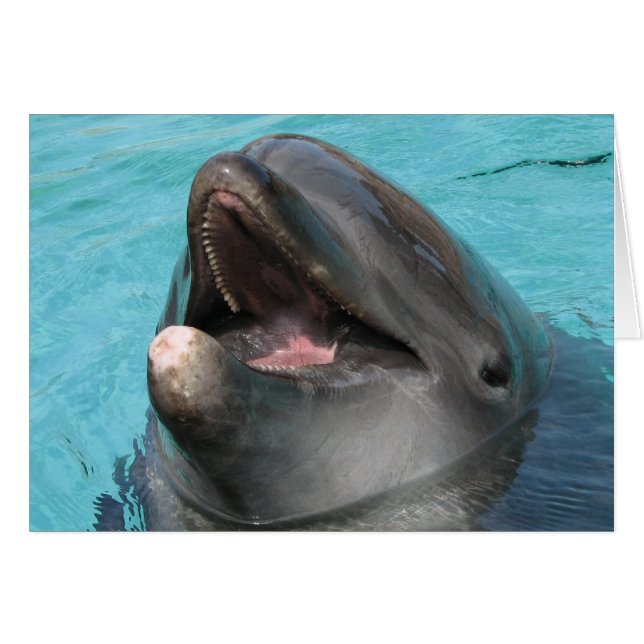 Flipper (Vorderseite (Horizontal))