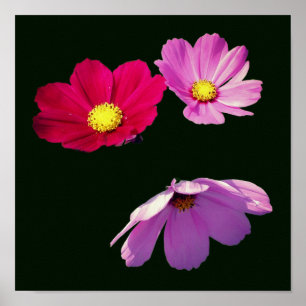 Floating Cosmos Daisy Blume Trio Poster