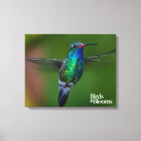 Floating Hummingbird
