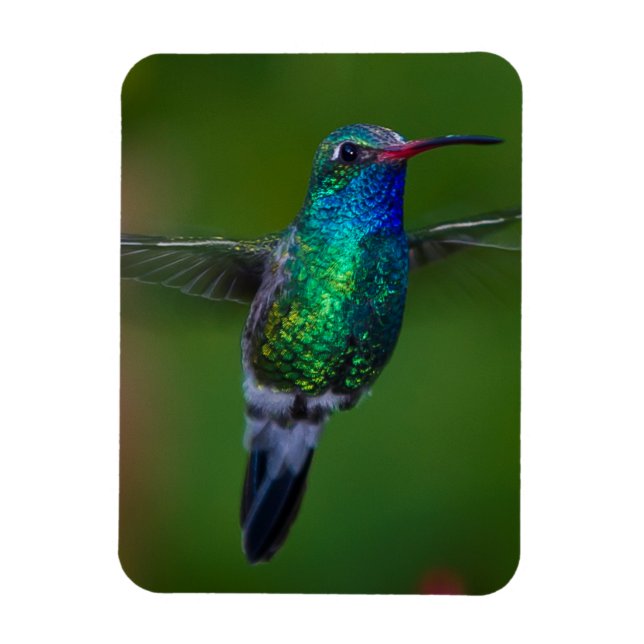 Floating Hummingbird Magnet (Vertikal)