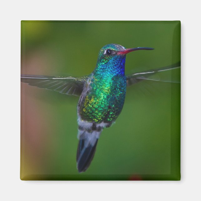 Floating Hummingbird Magnet (Vorne)