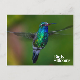 Floating Hummingbird Postkarte