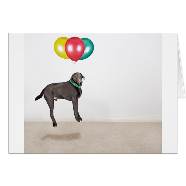 Floating Labrador (Vorderseite (Horizontal))