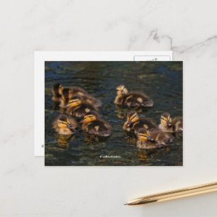Floating Living Corks: Niedliche Mallard Ducklings Postkarte