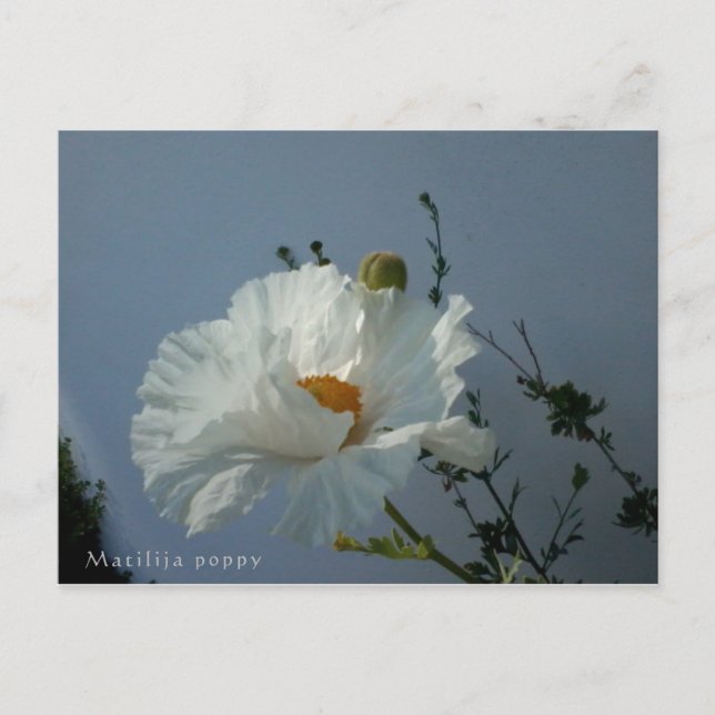 Floating Matilija Poppy Postcard Postkarte (Vorderseite)