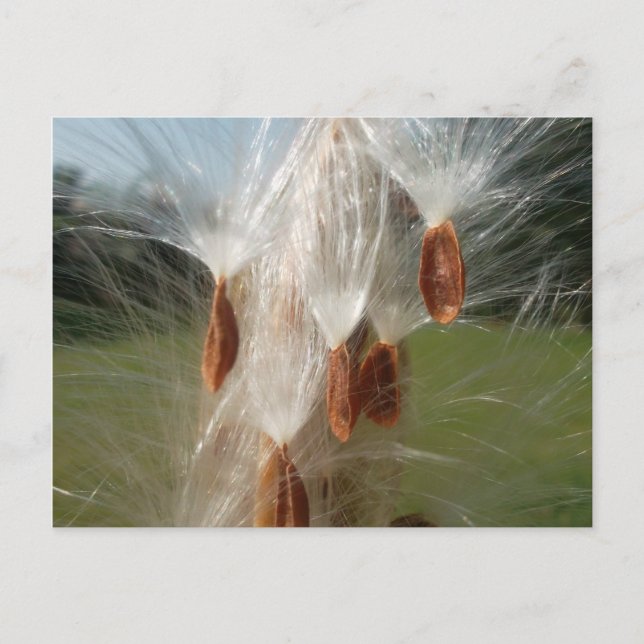Floating Milkweed Seeds Art Print/Graphic Postkarte (Vorderseite)