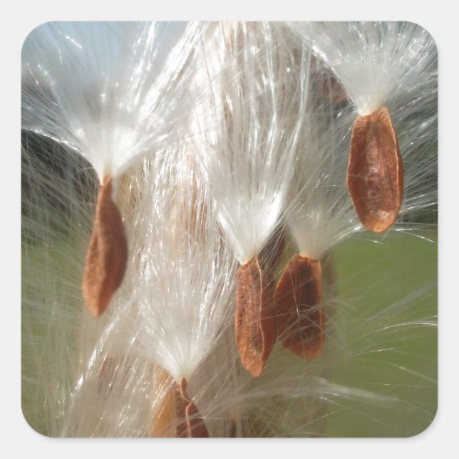 Floating Milkweed Seeds Art Print/Graphic Quadratischer Aufkleber (Vorderseite)