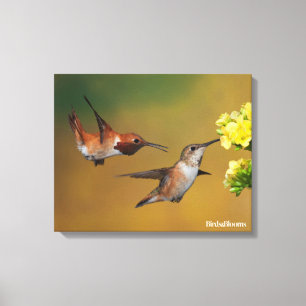 Floating Rufous Hummingbird Leinwanddruck