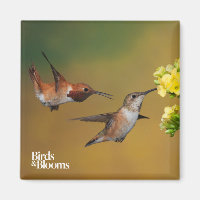 Floating Rufous Hummingbird