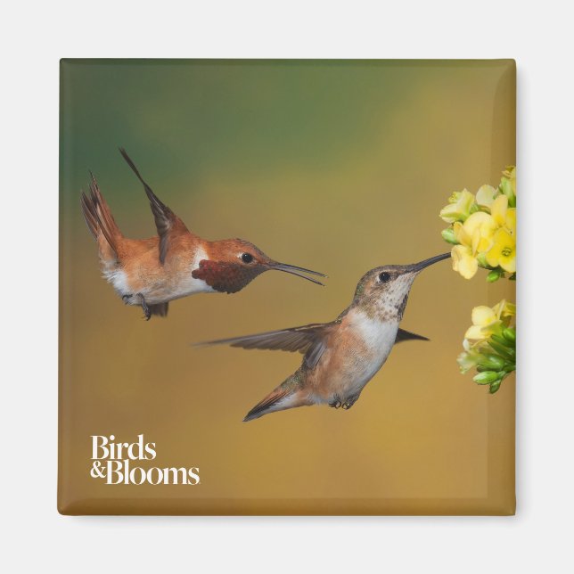 Floating Rufous Hummingbird Magnet (Vorne)