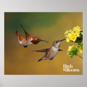 Floating Rufous Hummingbird Poster