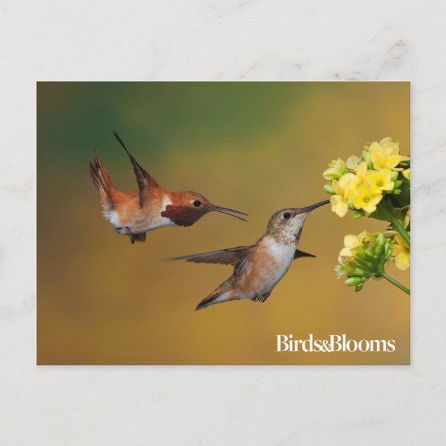 Floating Rufous Hummingbird Postkarte (Vorderseite)