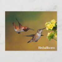 Floating Rufous Hummingbird