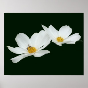 Floating White Cosmos Blume und Bienen Poster