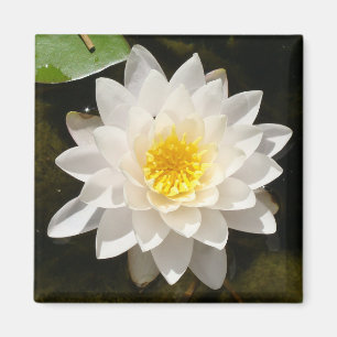 Floating White Wasserlilie Lotus Magnet