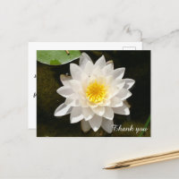 Floating White Wasserlilie Lotus Vielen Dank