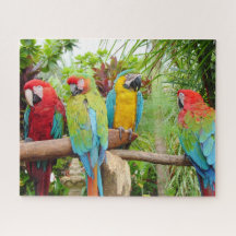 Flock der farbenfrohen Ara Parrots