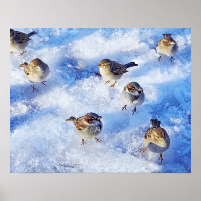 Flock House Sparrows "Passer domesticus" on Poster (Vorne)