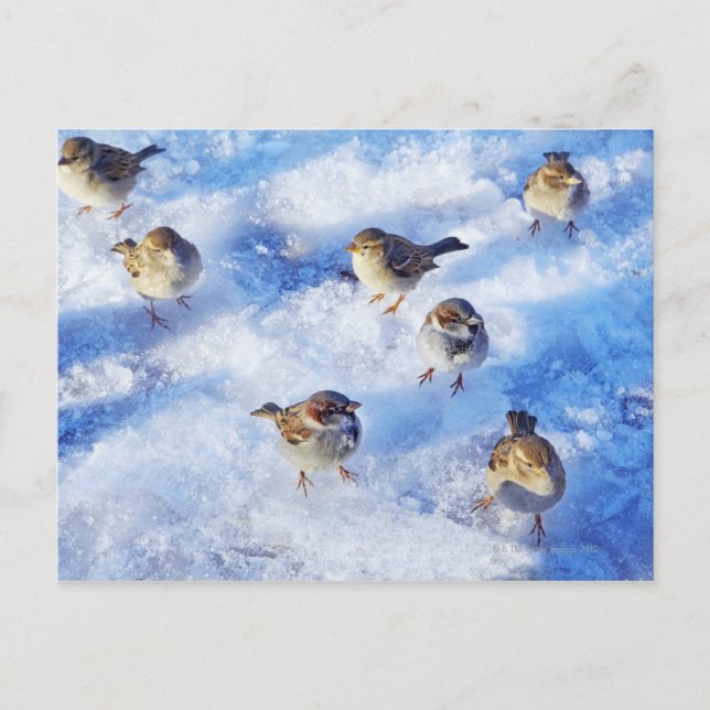 Flock House Sparrows "Passer domesticus" on Postkarte (Vorderseite)