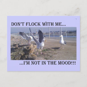 Flock nicht mit mir postkarte