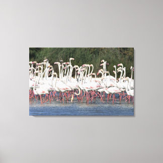 Flock of flamingos wading , Frankreich Leinwanddruck