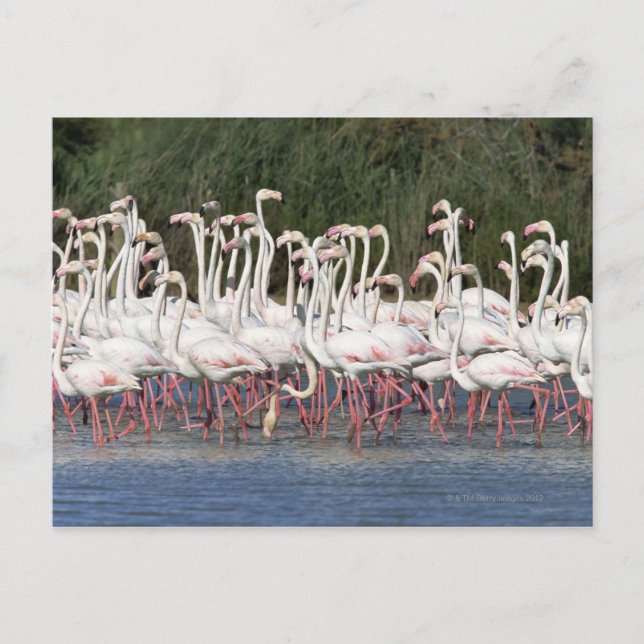 Flock of flamingos wading , Frankreich Postkarte (Vorderseite)